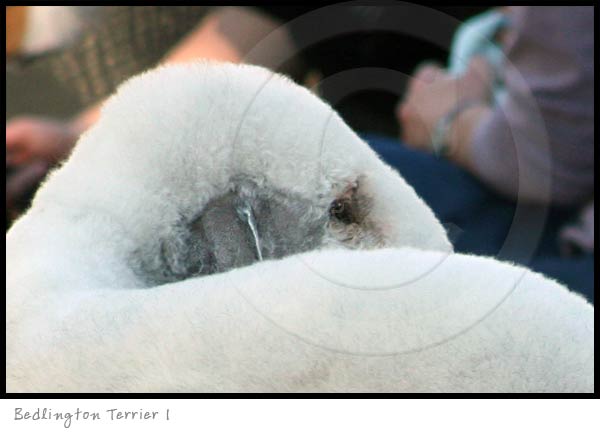 bedlington terrier photography picture