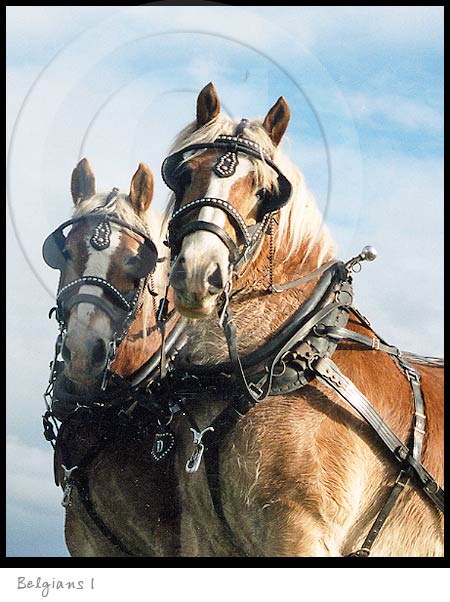 Belgian Horse photography picture