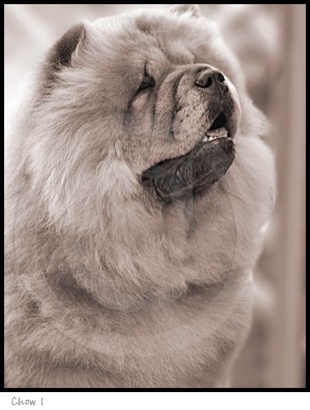 Chow dog photography picture