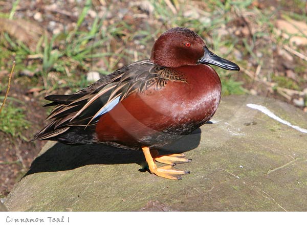 Waterfowl Duck Cinnamon Teal photography picture