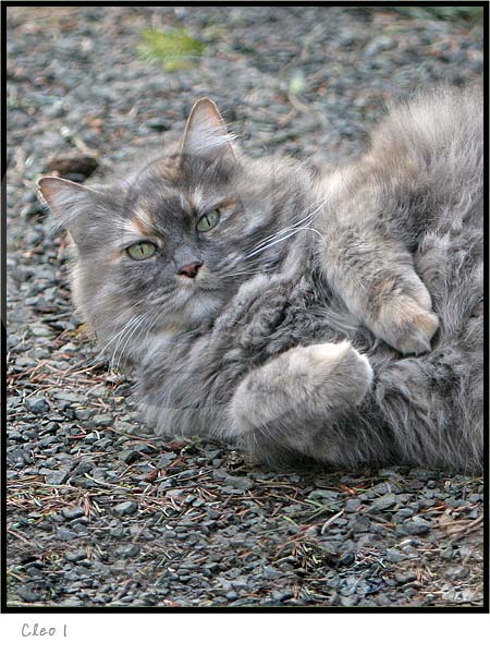 Animal Photography Cat