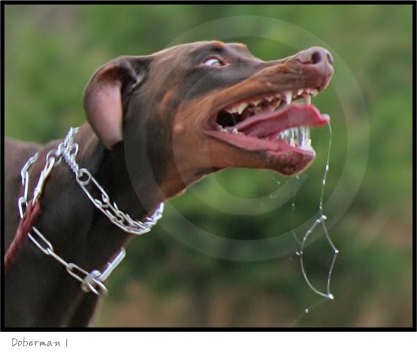 Doberman dog photography picture