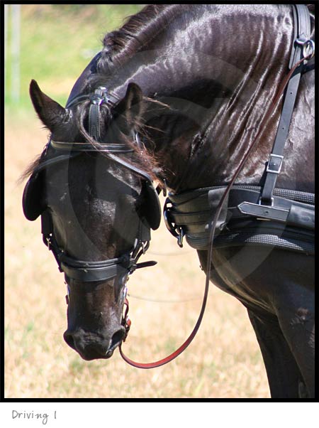 Driving Horse photography picture