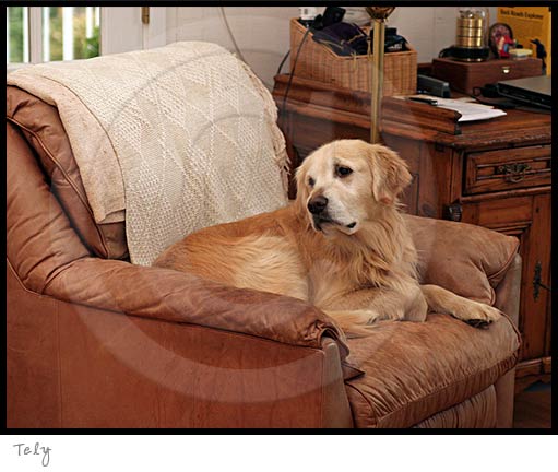 Golden Retriever dog photography picture