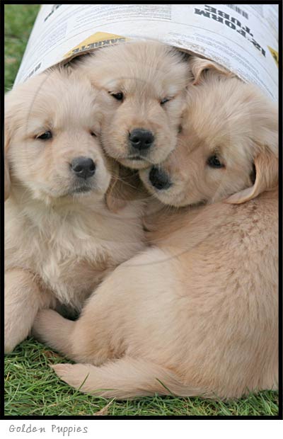 Golden Retriever dog photography picture
