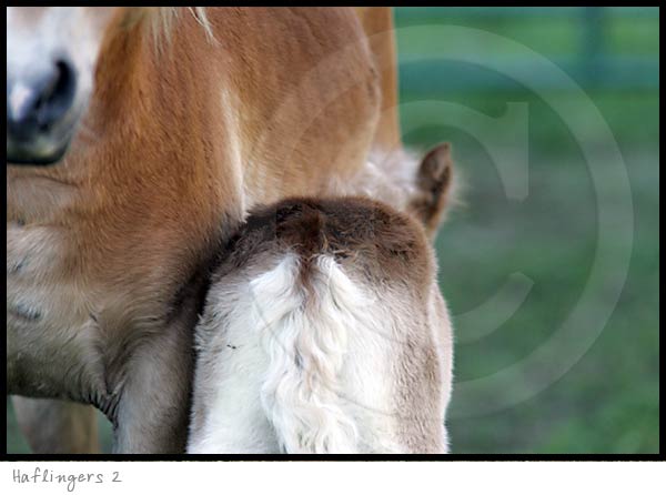 Haflinger Horse photography picture