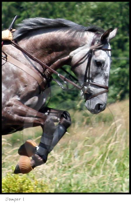 Jumper Horse photography picture