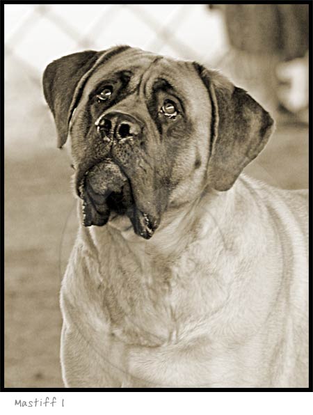 Mastiff dog photography picture