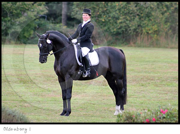 Oldenburg Dressage Horse photography picture