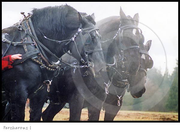 Percheron Horse photography picture
