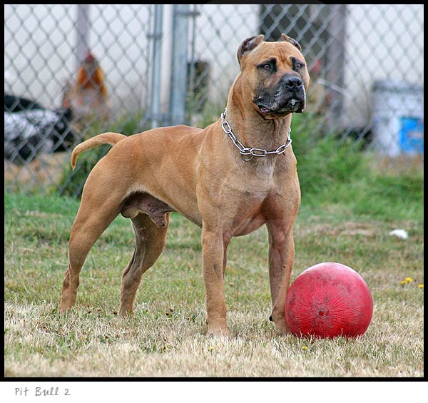Pitbull Terrier dog photography picture