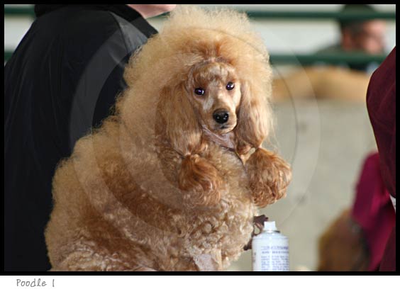 Poodle dog photography picture