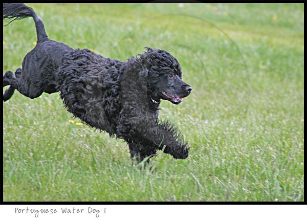Portuguese Water dog photography picture