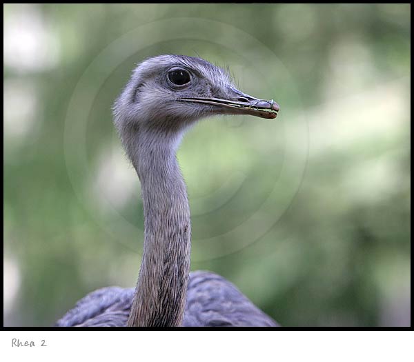 Rhea animal  photography picture