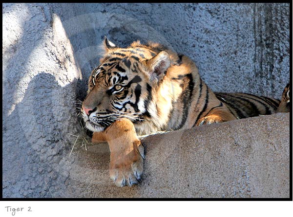 Wildlife Tiger photography picture