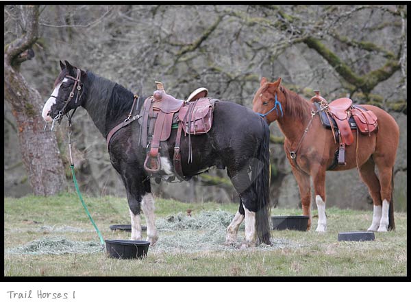 Horse photography picture