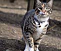 horse dog cat photography