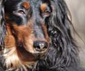 dog photography