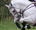 horse photography