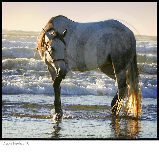 Andalusian Horse Picture