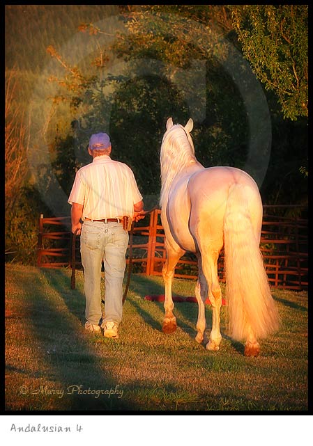Haflinger Horse photography picture