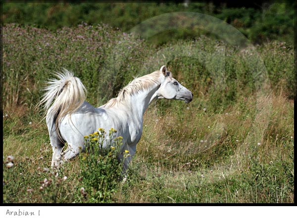 Arabian Horse photography picture
