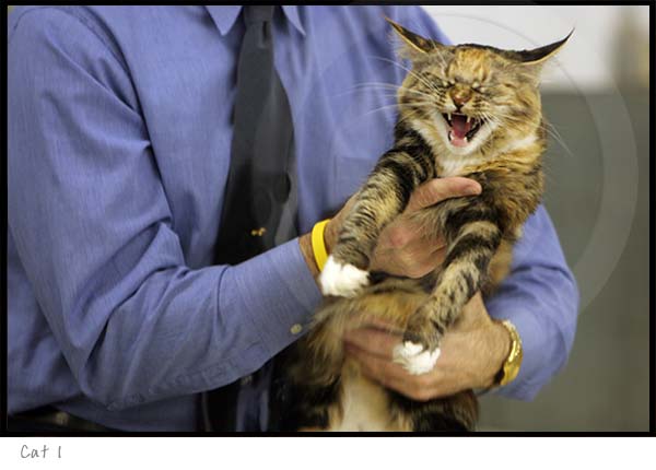 Animal Photography Cat