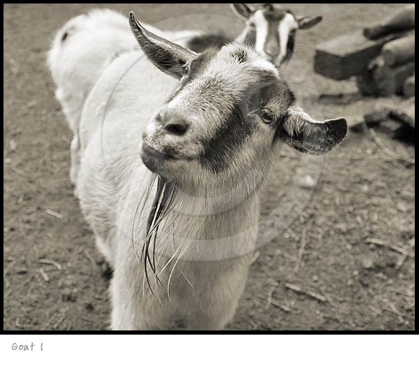 Goat Photography Picture