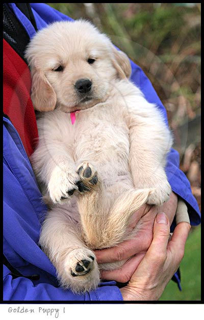 Golden Retriever dog photography picture