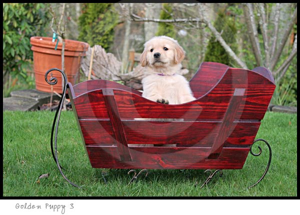 Golden Retriever dog photography picture