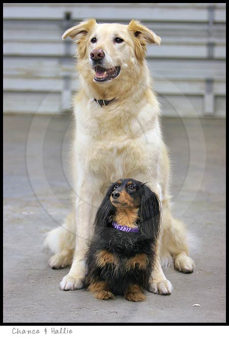 Longhaired Dachshund dog photography picture