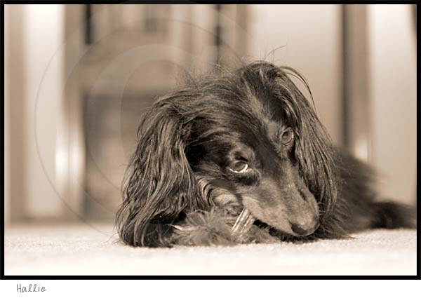 Longhaired Dachshund dog photography picture