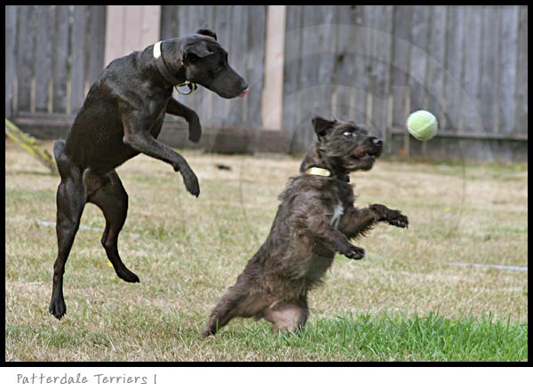 Patterdale Terrier dog photography picture