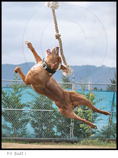 Pitbull Terrier dog photography picture