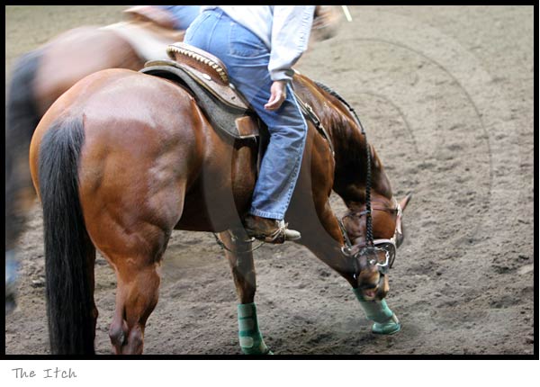Quarter Horse photography picture