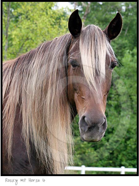 Rocky Mt  Horse photography picture